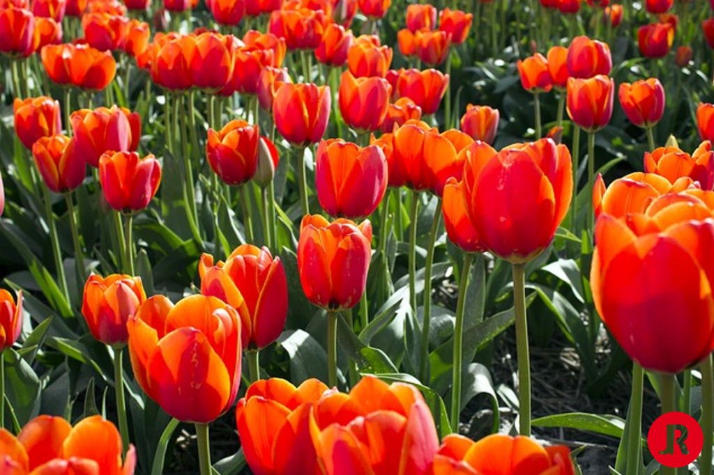 tulp met red dot